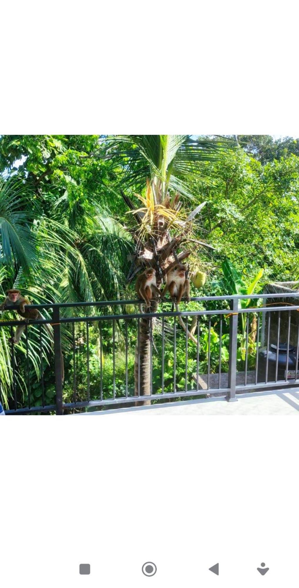 Green Nature Mirissa Exterior foto